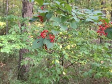 New Video on Improving the Health of Land - Recognizing Plants