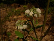 The Fable of the Blueberries Deep in the Woods